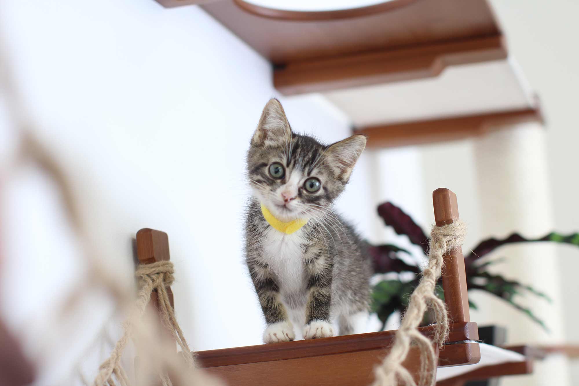 The Juggernaut - Indoor Cat Playground for Wall by Catastrophic Creations - Image 4