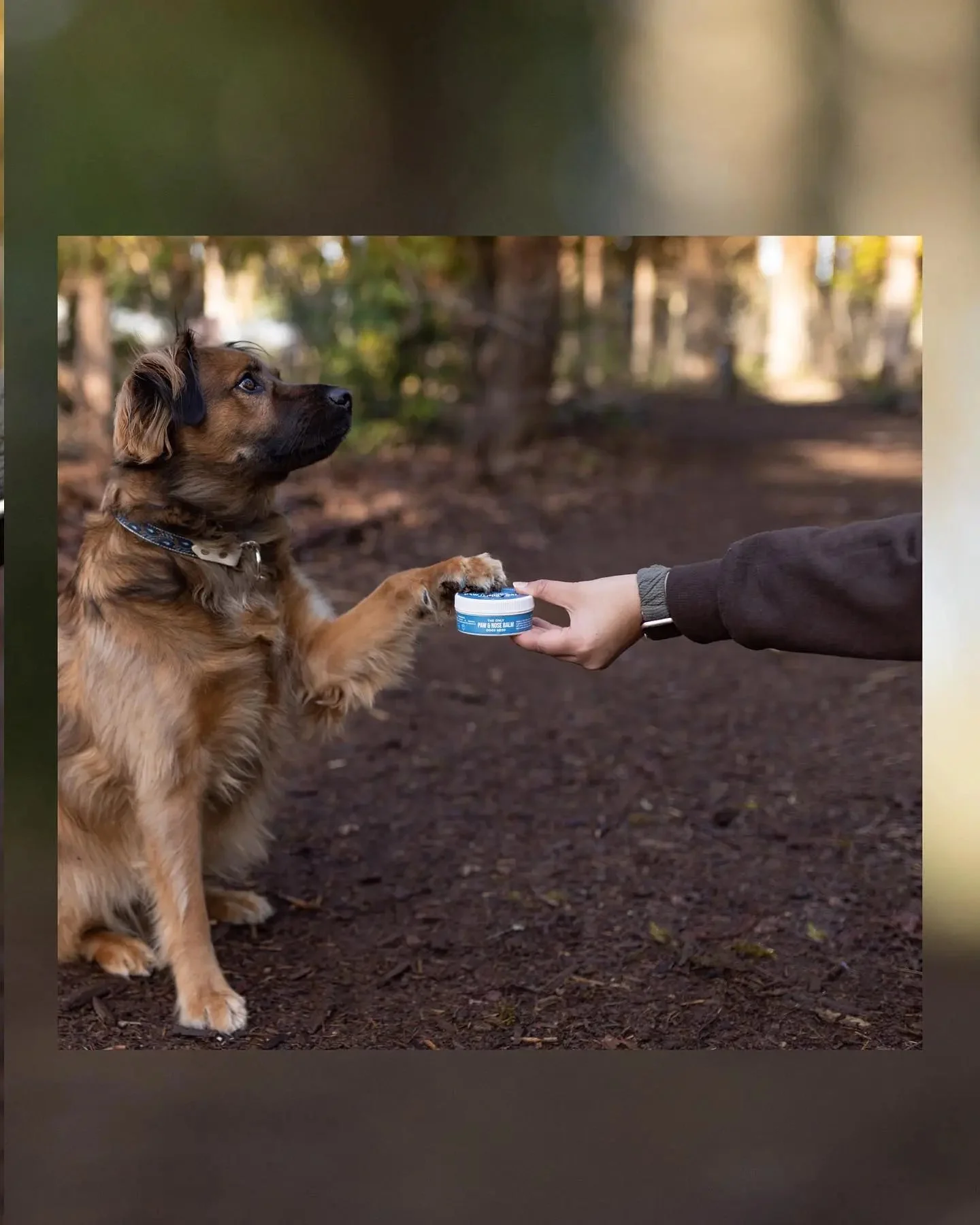 The Only Paw & Nose Balm Dogs Need - Made Only in USA - Image 5