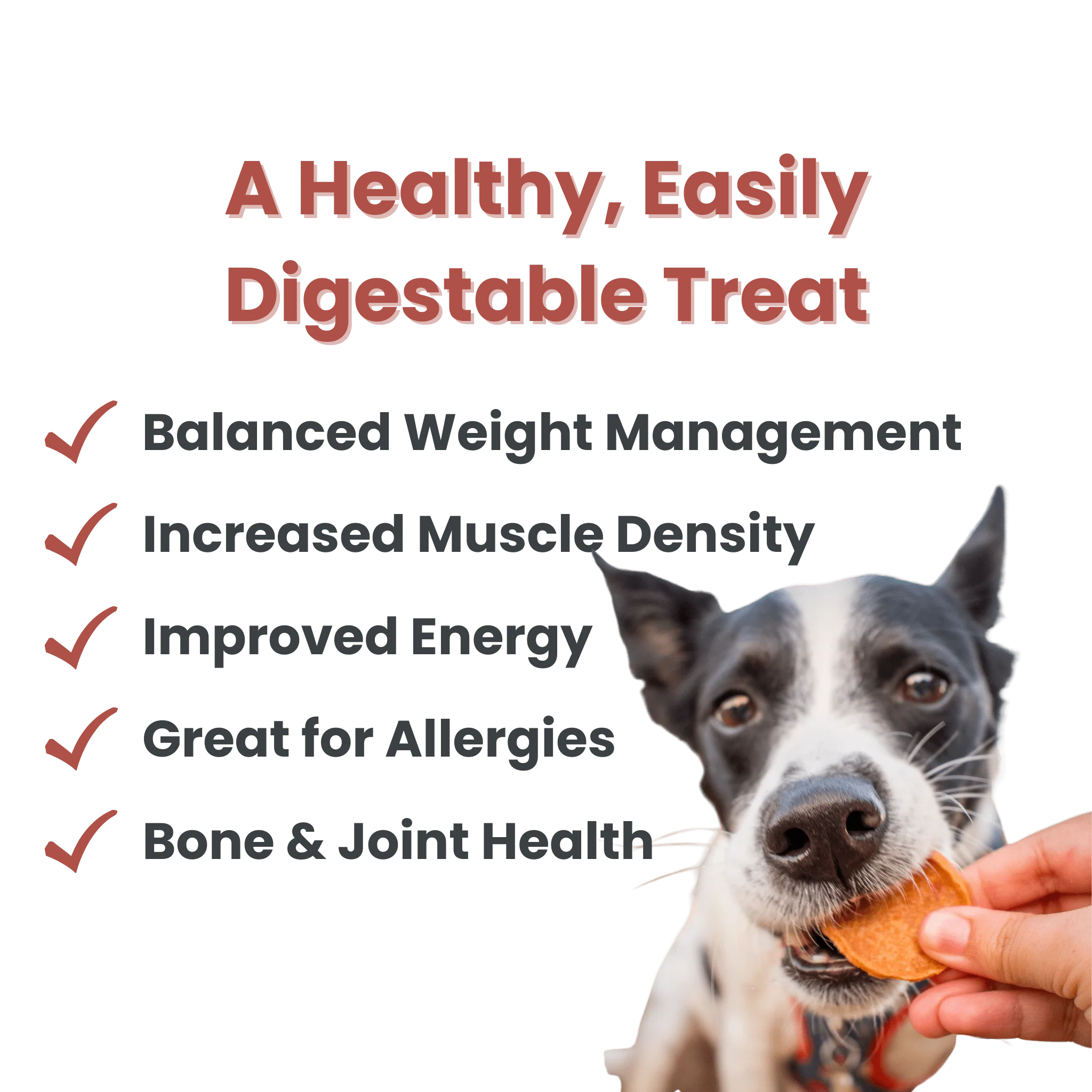 Turkey Chips for Dogs - Image 13
