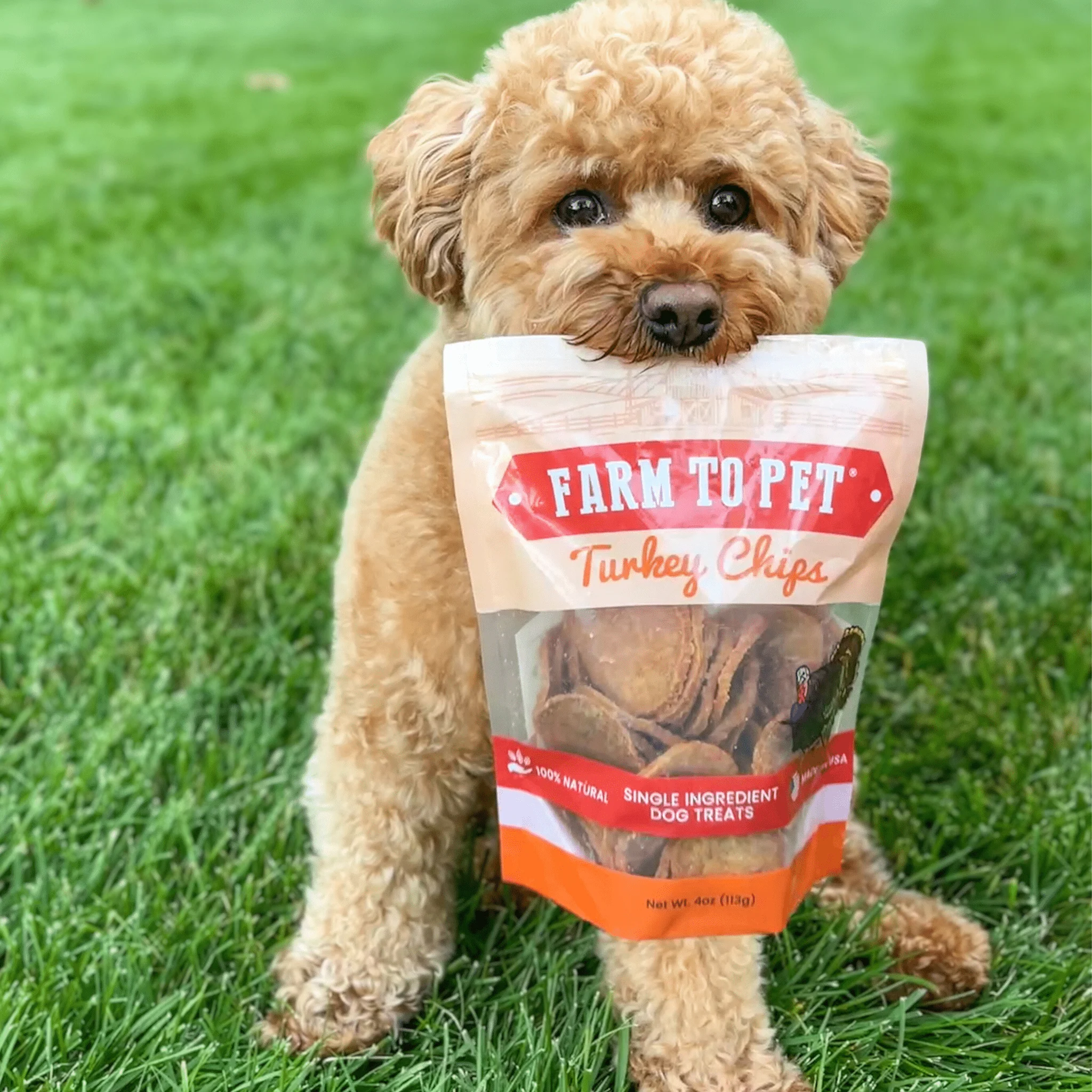 Turkey Chips for Dogs - Image 6