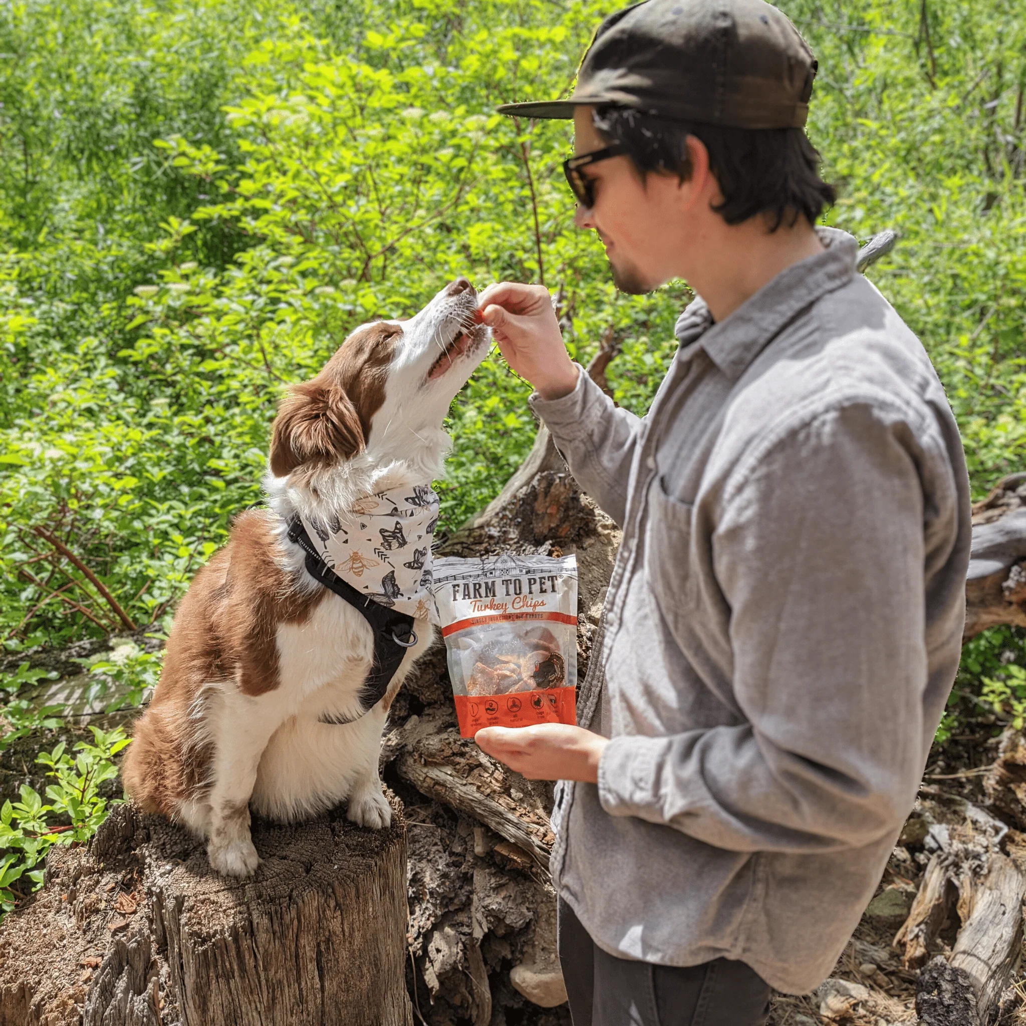 Turkey Chips for Dogs - Image 7