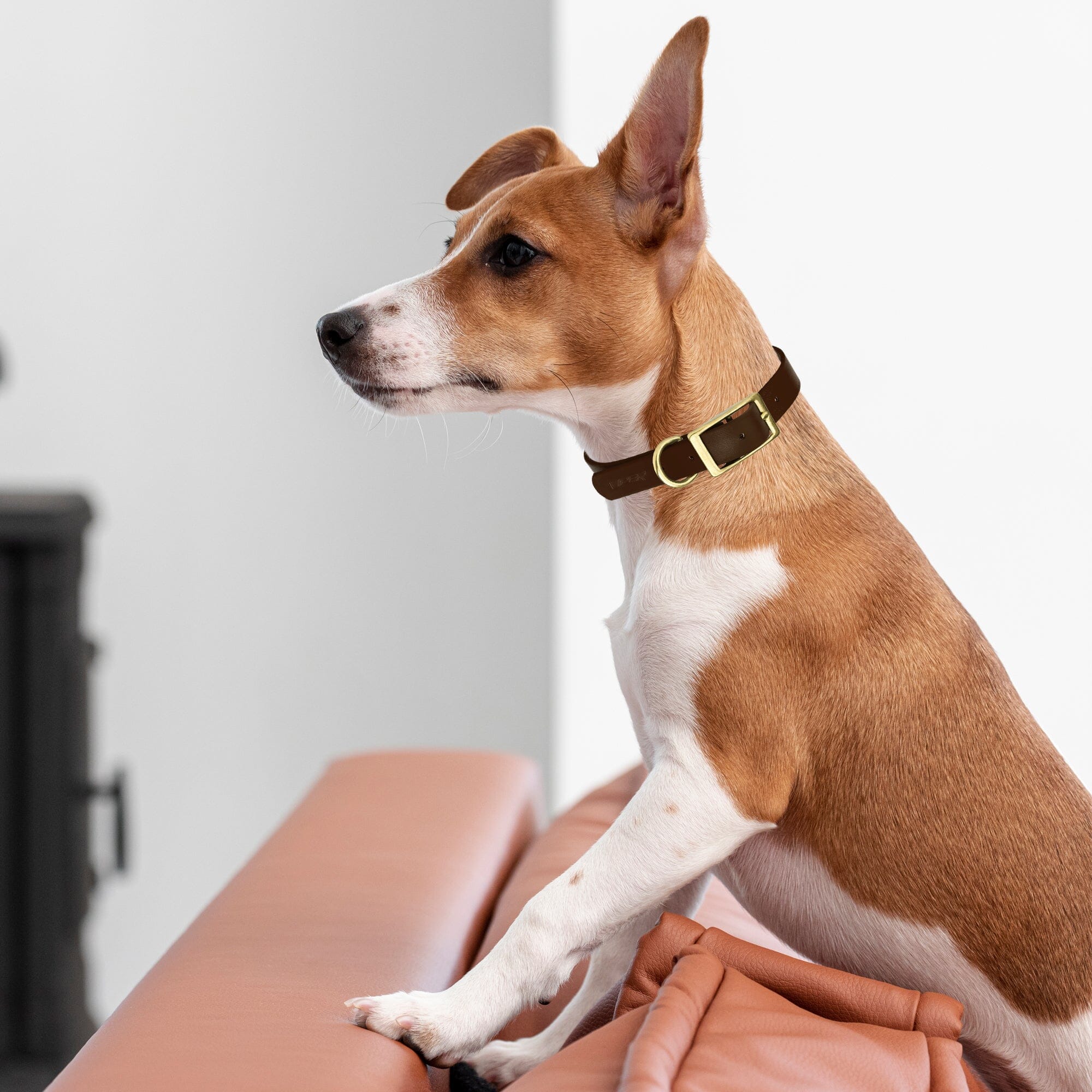 Viper Biothane Waterproof Dog Collar with Brass Hardware - Image 2
