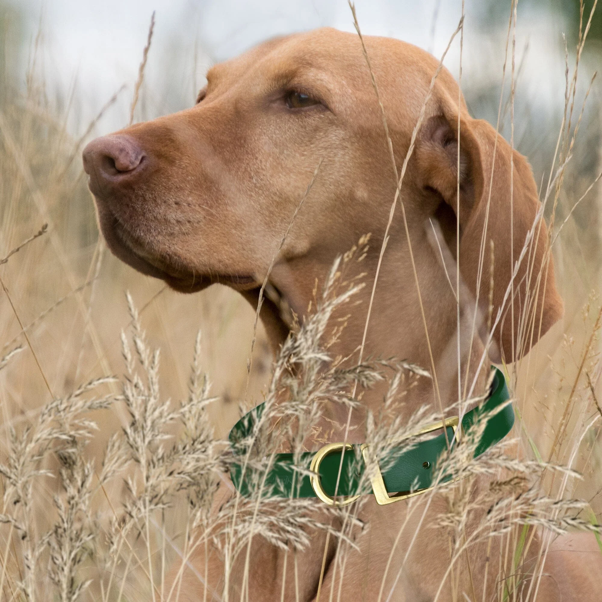 Viper Biothane Waterproof Dog Collar with Brass Hardware - Image 4