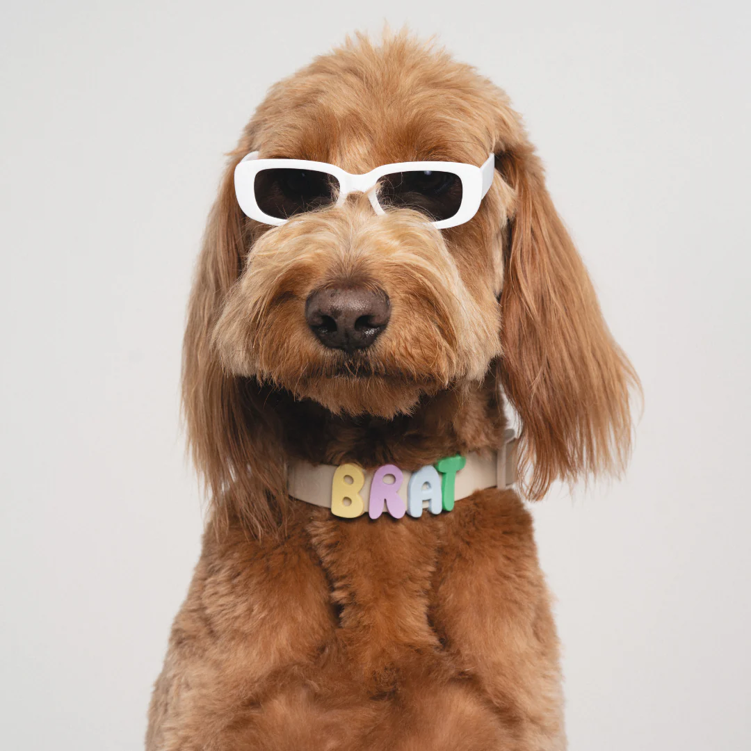 Waterproof Dog Collar - Image 12