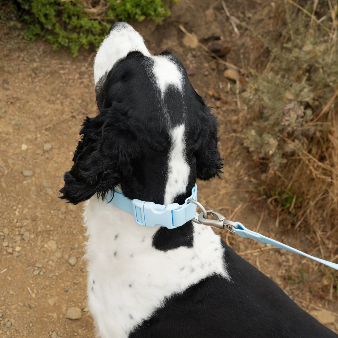 Waterproof Dog Collar - Image 35