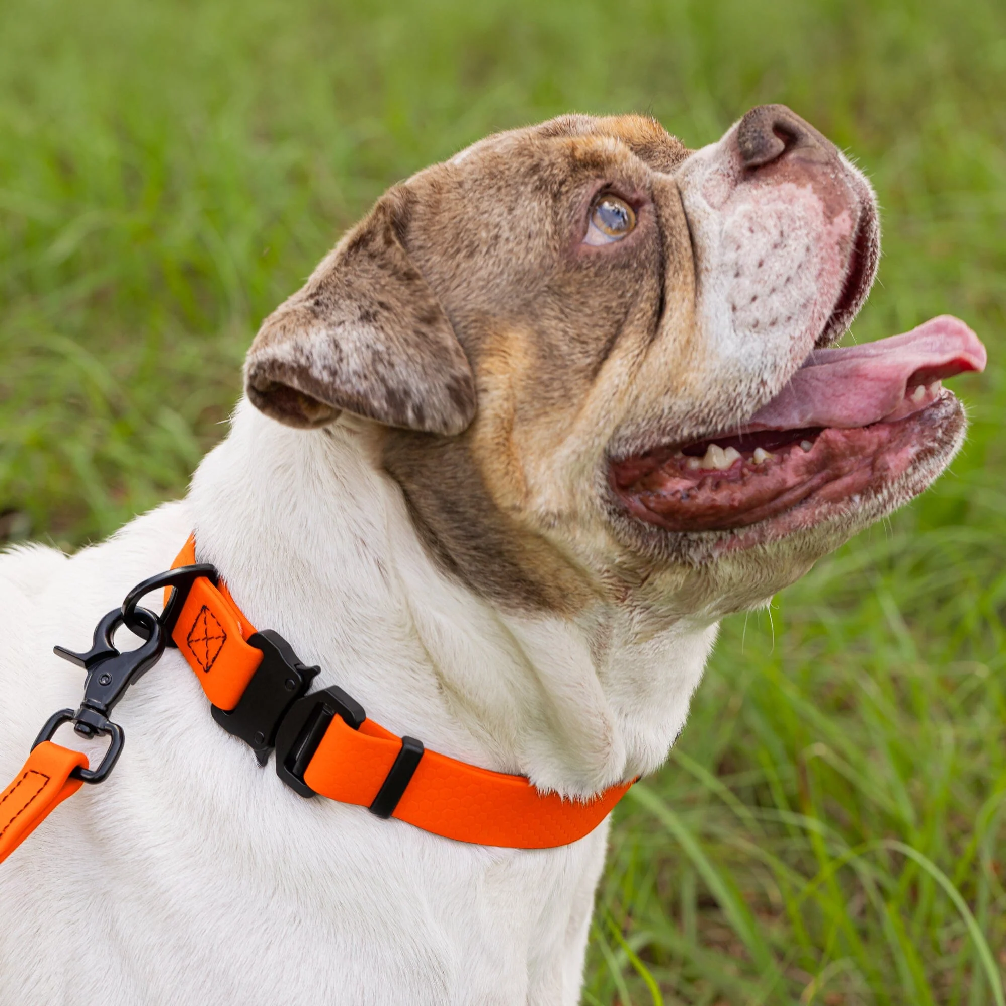 Waterproof Dog Collar with Metal Stab-Lock Buckle - Image 2