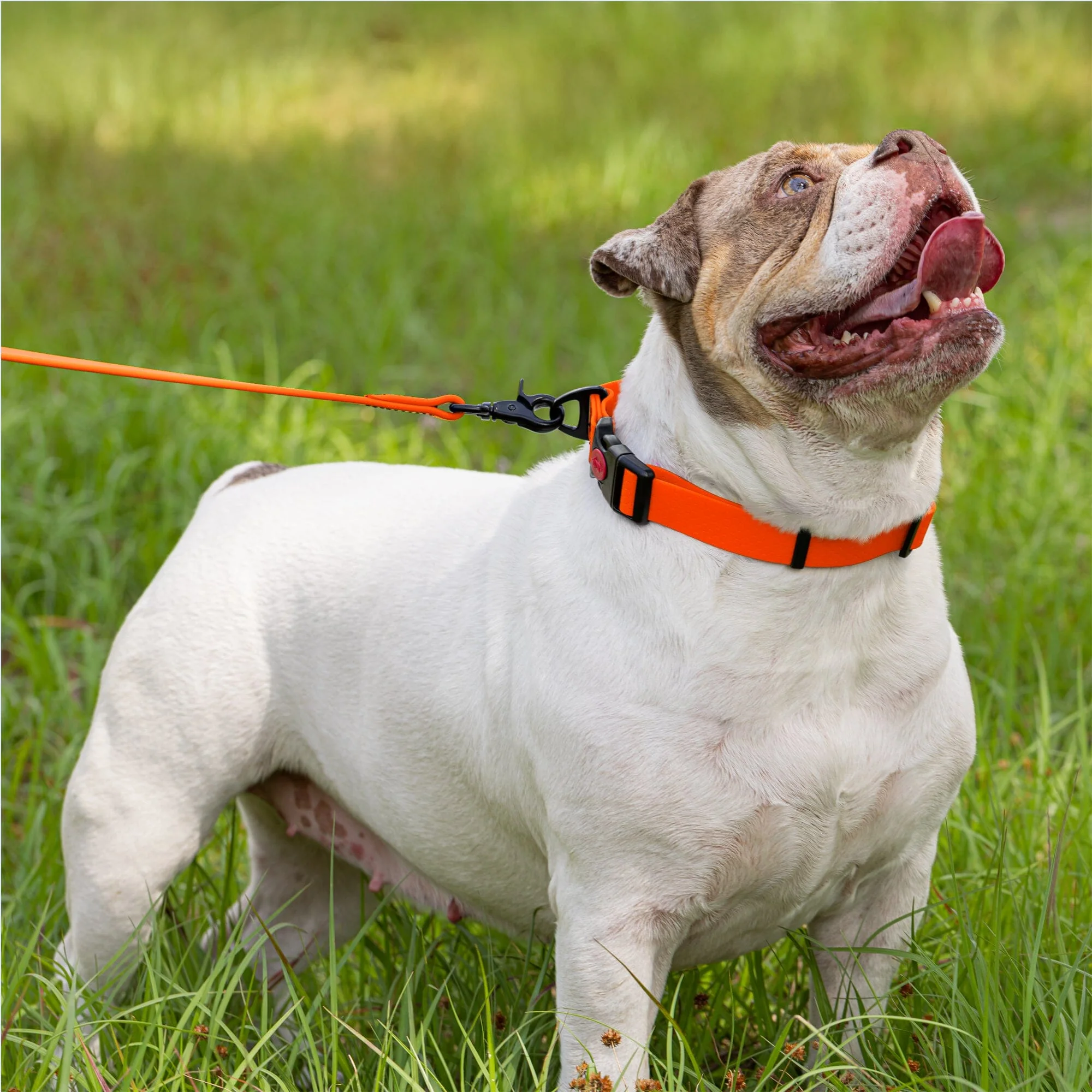 Waterproof Dog Collar with Safety Lock Buckle - Image 3