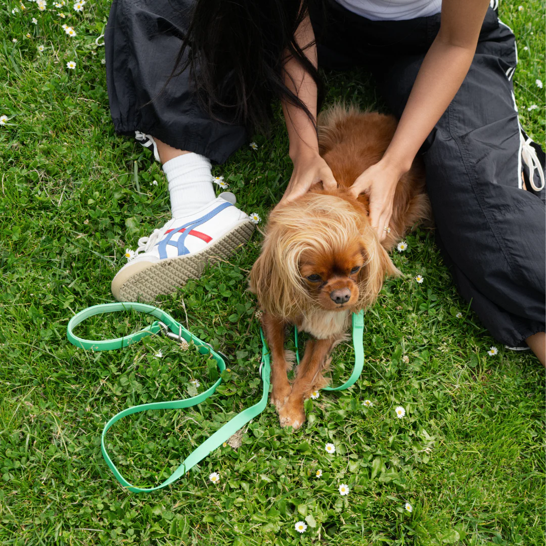 Waterproof Dog Leash - 5ft - Image 16