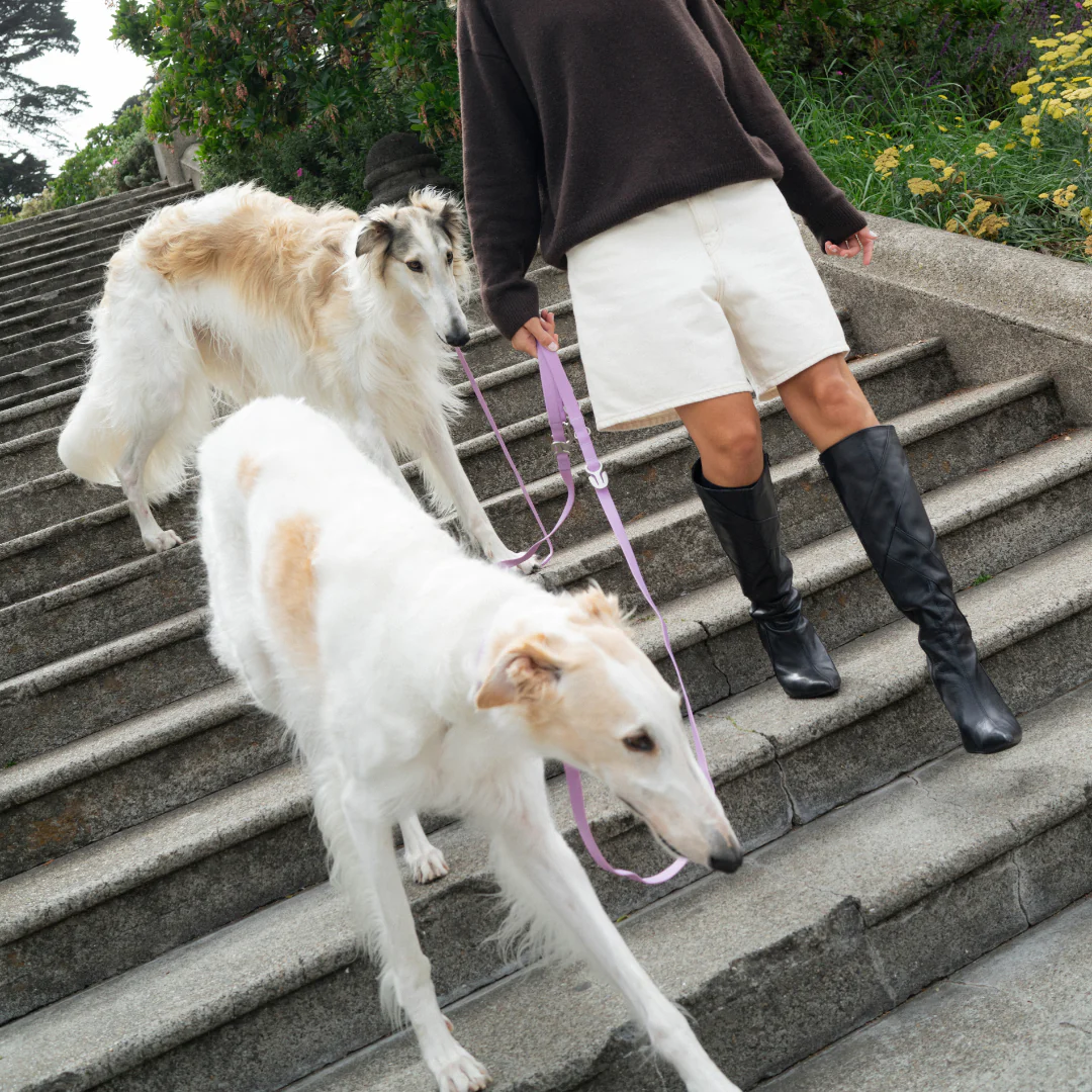 Waterproof Dog Leash - 5ft - Image 8