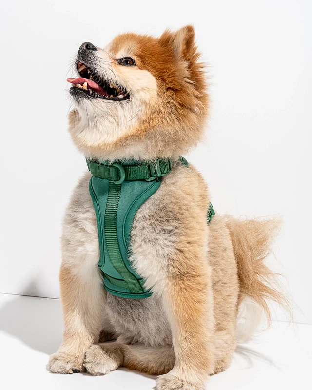 Wild One Adjustable Comfort Dog Harness - Image 10