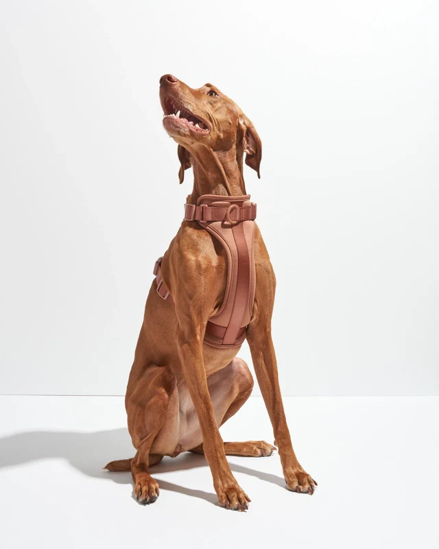 Wild One Adjustable Comfort Dog Harness - Image 11