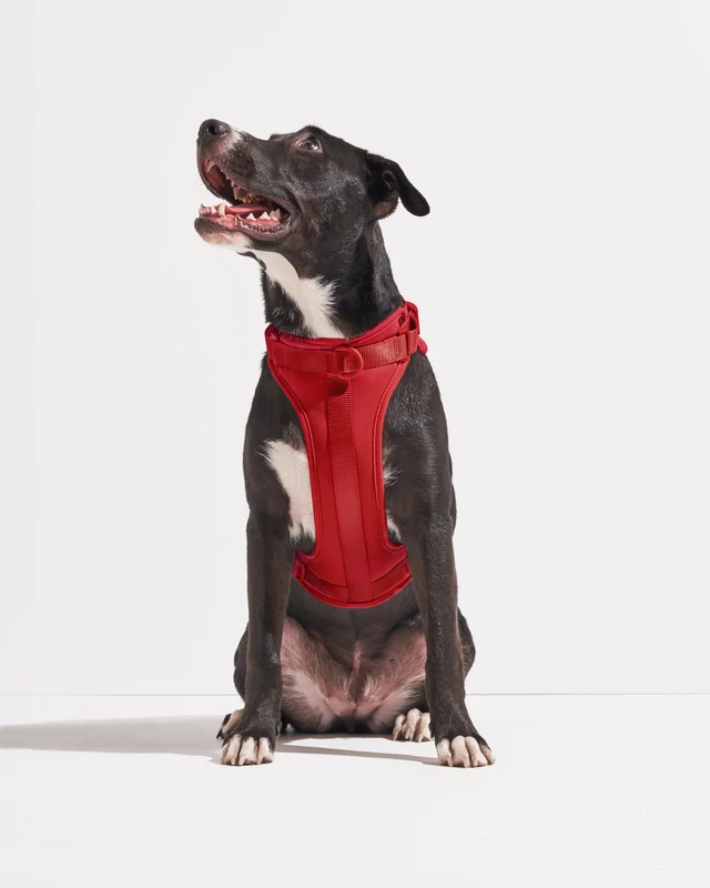 Wild One Adjustable Comfort Dog Harness - Image 13