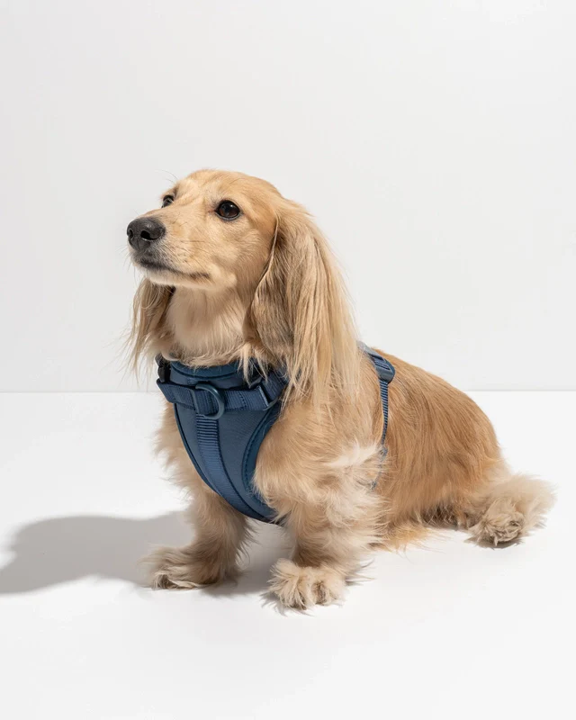 Wild One Adjustable Comfort Dog Harness - Image 15