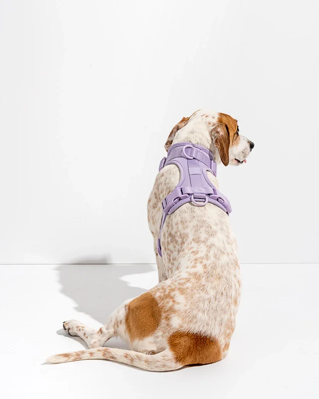 Wild One Adjustable Comfort Dog Harness - Image 17