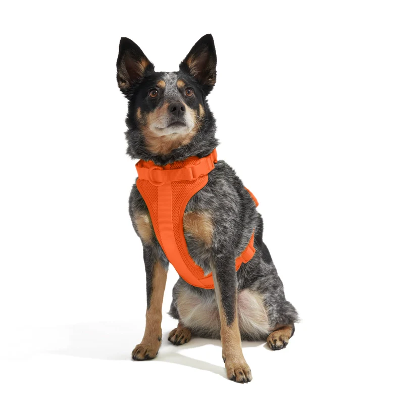 Wild One Adjustable Comfort Dog Harness - Image 18