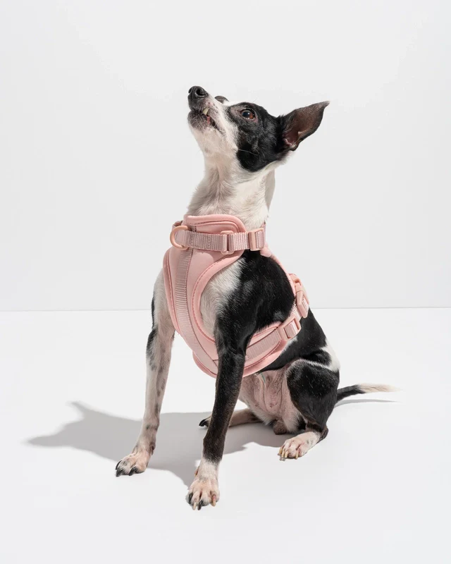 Wild One Adjustable Comfort Dog Harness - Image 20