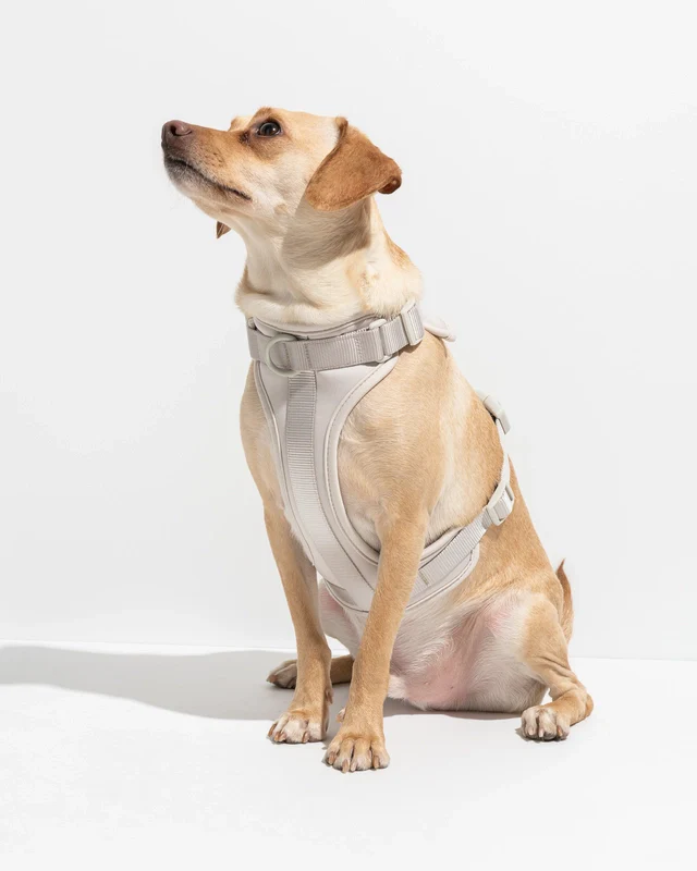 Wild One Adjustable Comfort Dog Harness - Image 22