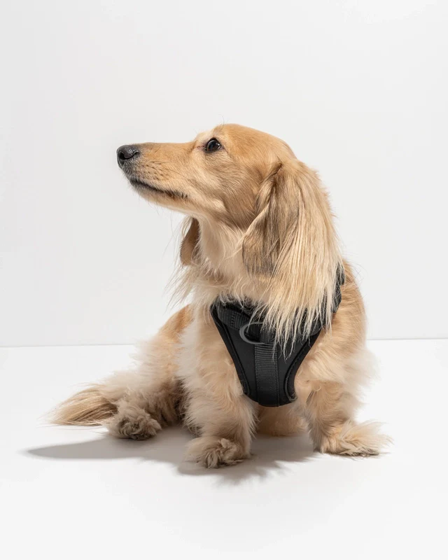 Wild One Adjustable Comfort Dog Harness - Image 27