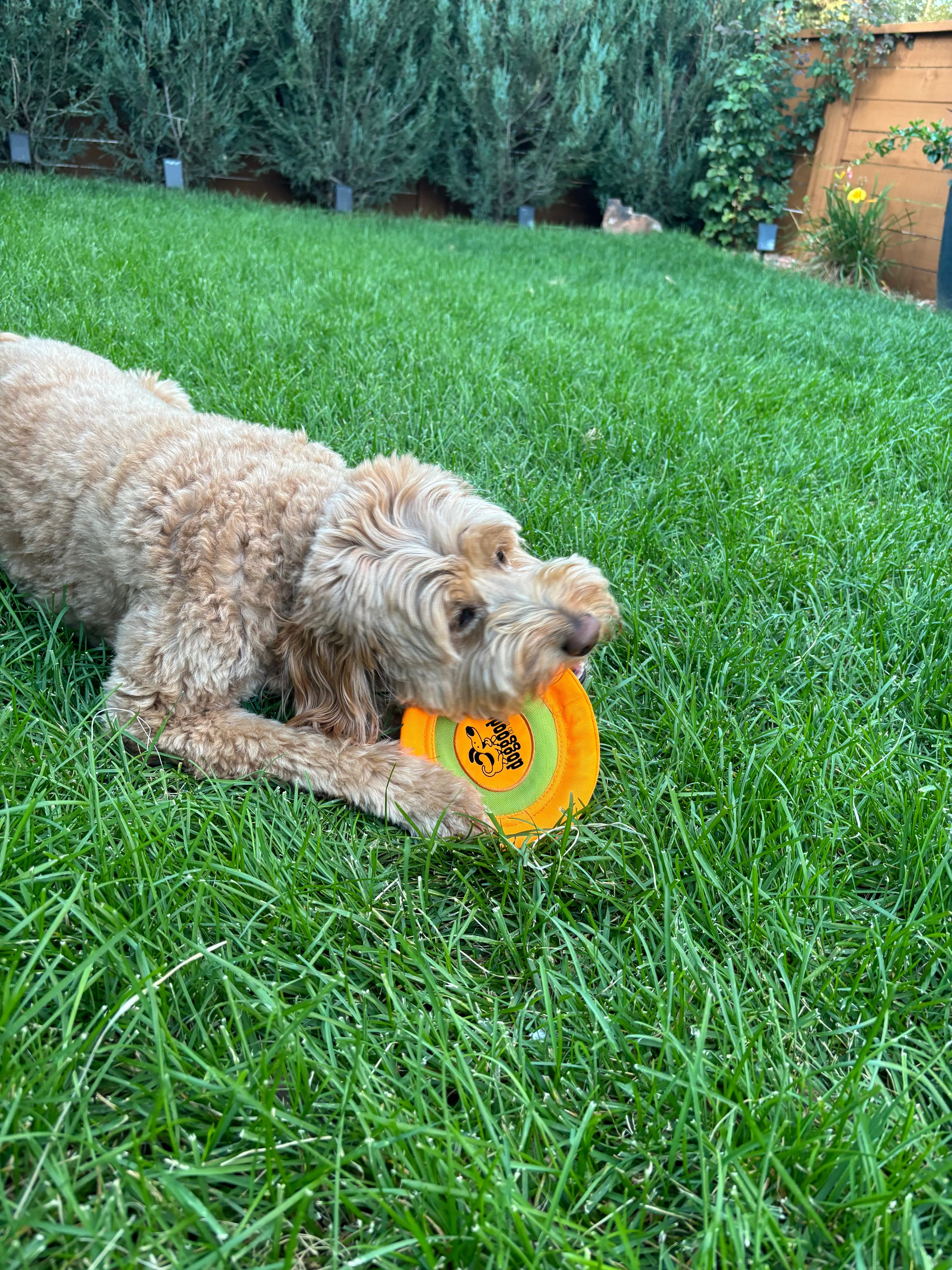 Xtreme Flyer: The Soft, Floating Frisbee by DogGoods ™ - Image 8